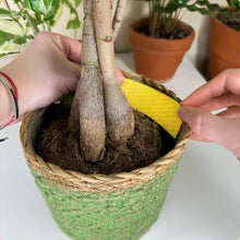 Load image into Gallery viewer, Person holding a small potted plant with exposed roots on a white surface.
